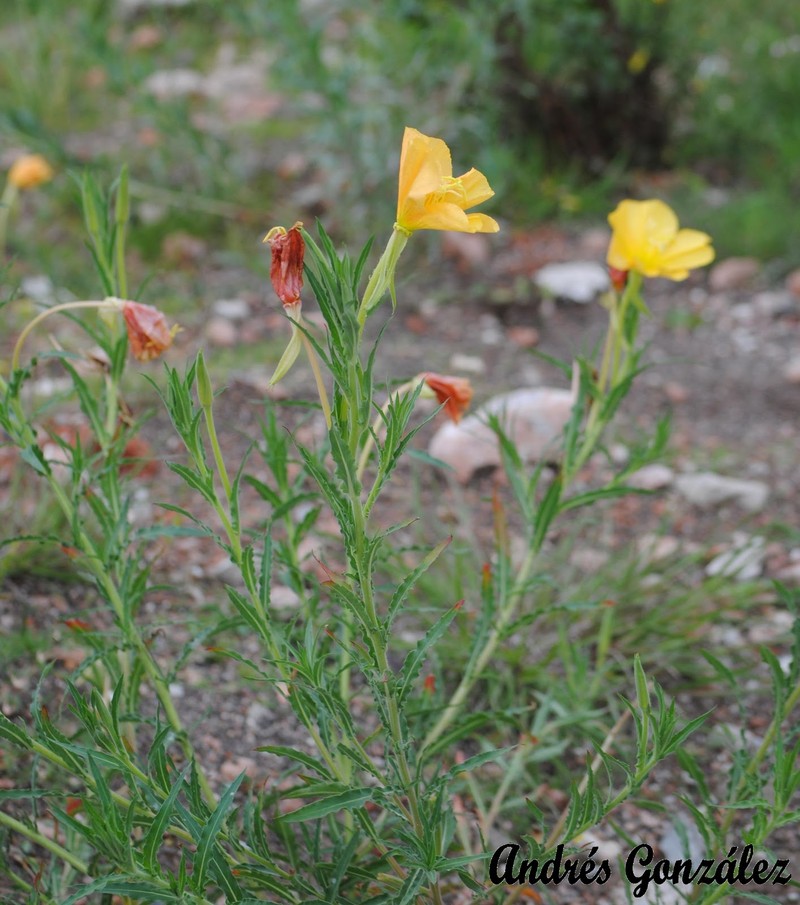 Longflower Evening Primrose photo 4