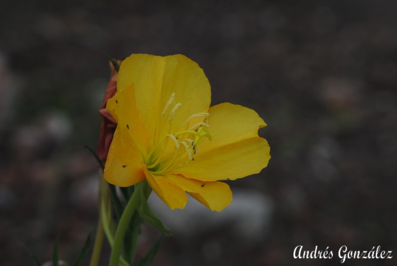 Longflower Evening Primrose photo 5