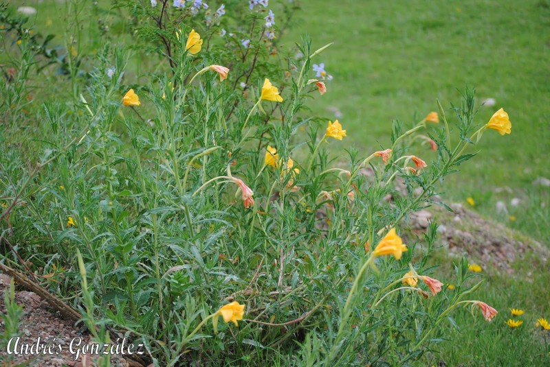 Longflower Evening Primrose photo 6