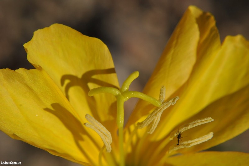 Longflower Evening Primrose photo 2