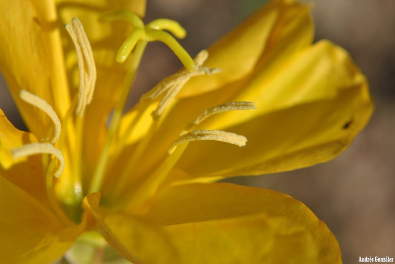 Longflower Evening Primrose photo 3