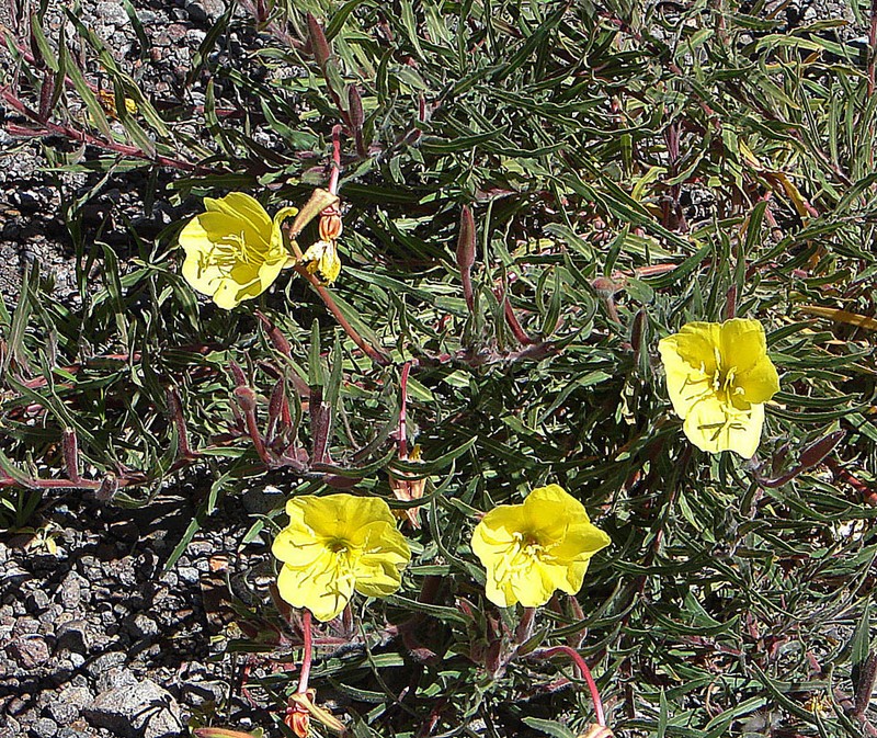 Longflower Evening Primrose