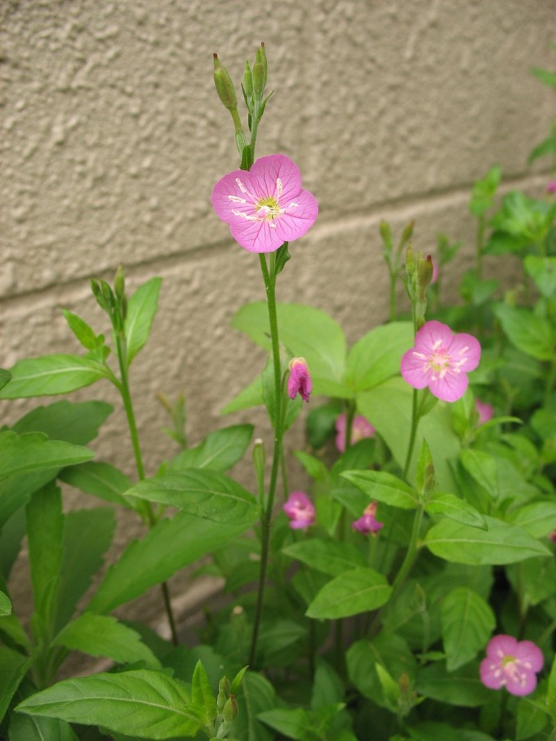 Longflower Evening Primrose photo 7