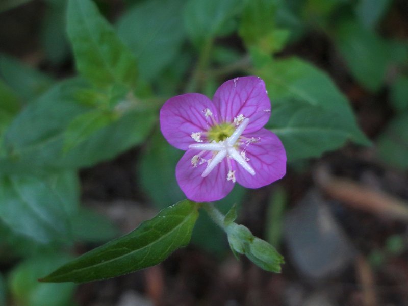 Longflower Evening Primrose photo 8