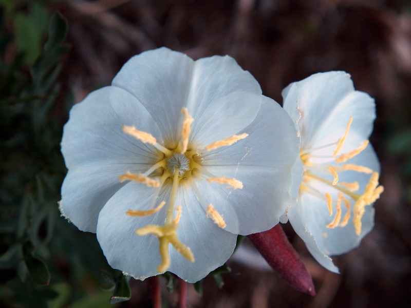 Whitest Evening Primrose photo 4