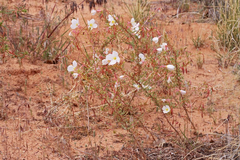 Whitest Evening Primrose photo 2
