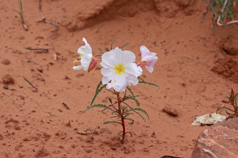 Whitest Evening Primrose photo 3