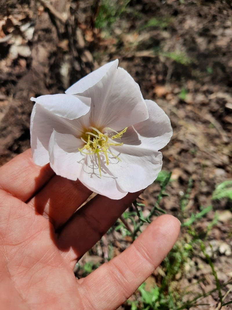 Whitest Evening Primrose photo 3