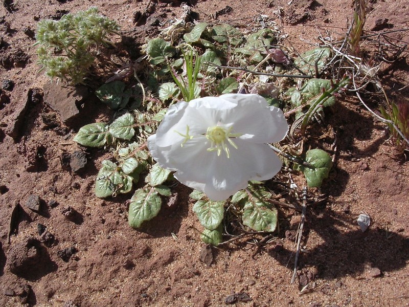 Whitest Evening Primrose photo 4