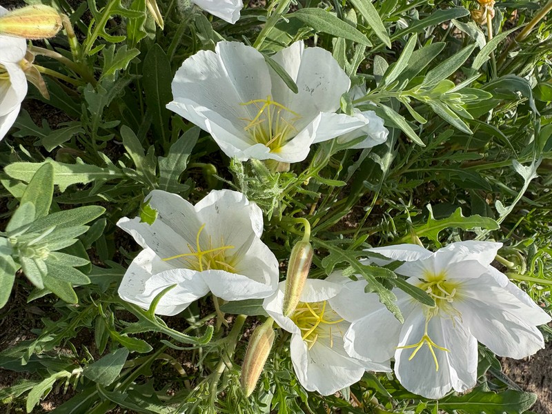 Whitest Evening Primrose photo 5