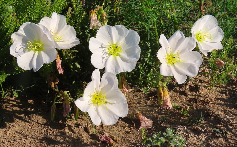 Whitest Evening Primrose photo 6