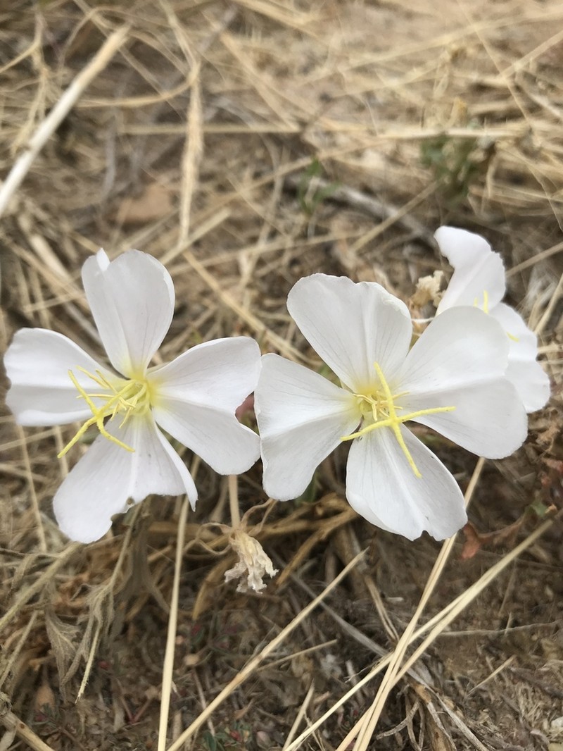 Whitest Evening Primrose photo 7