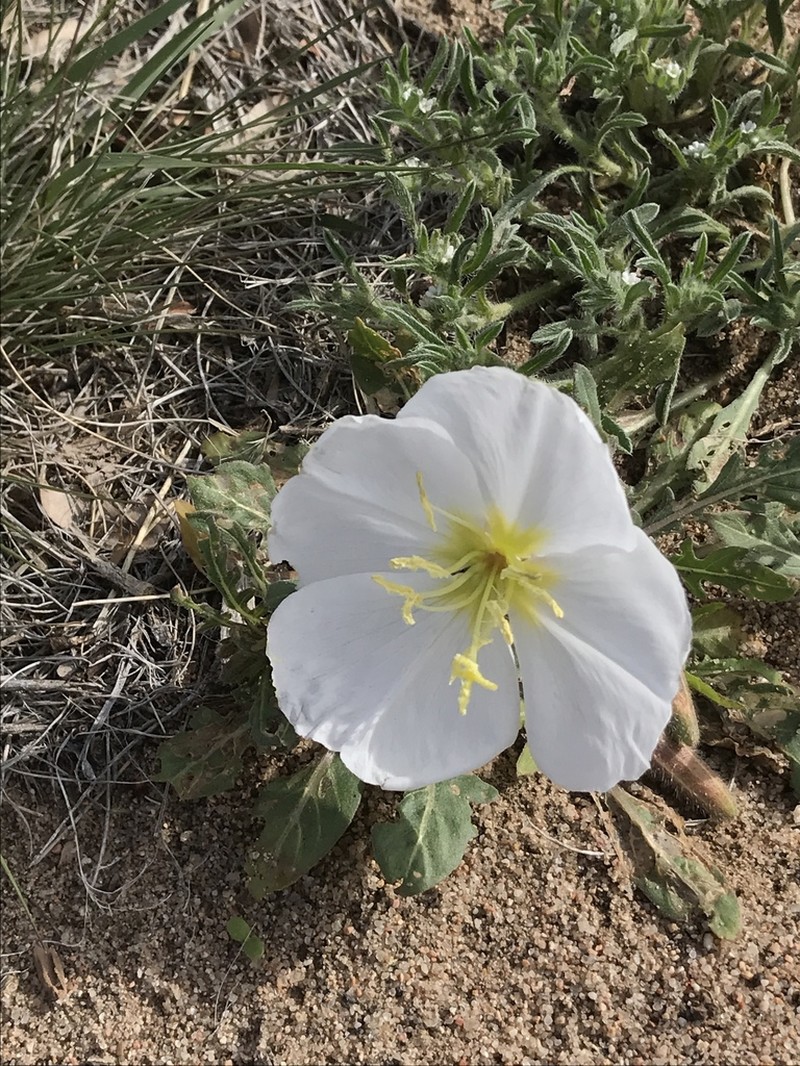 Whitest Evening Primrose photo 8