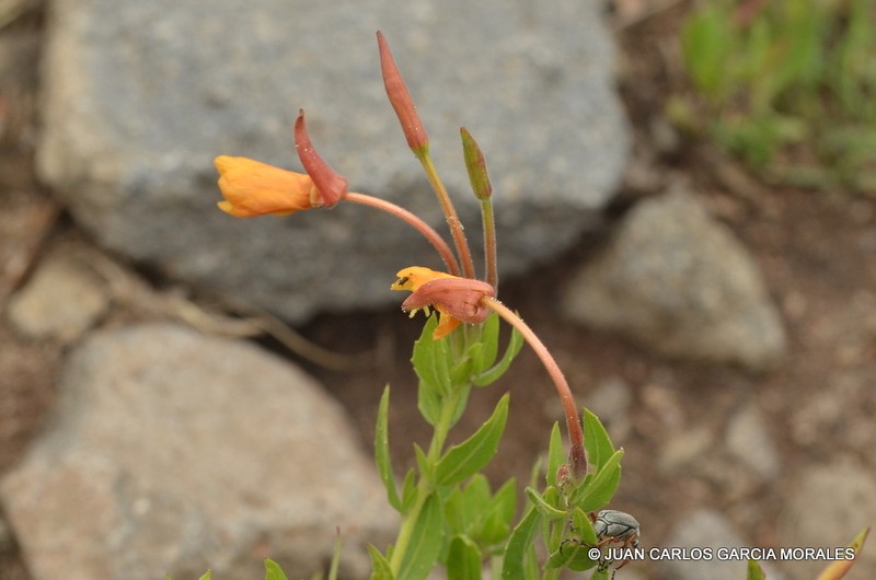 Oenothera anomala