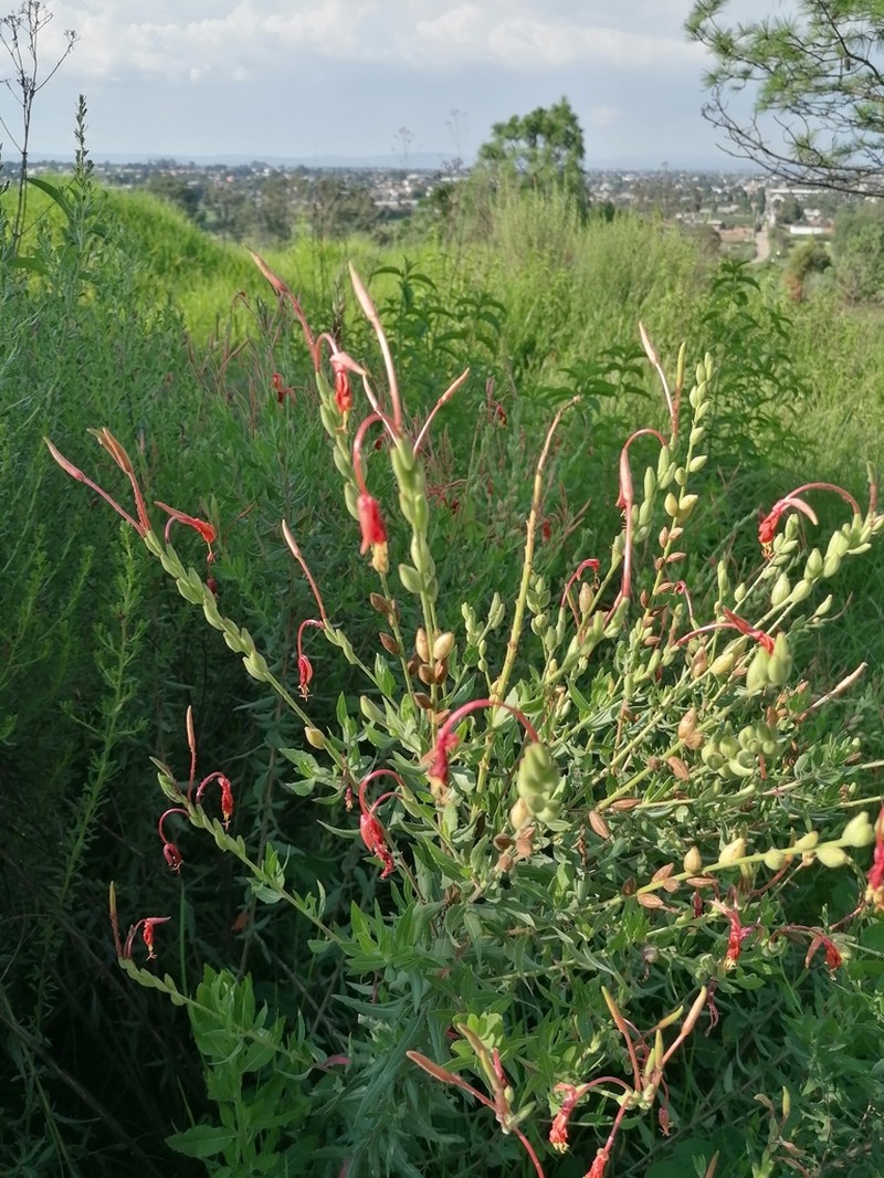 Oenothera anomala photo 2