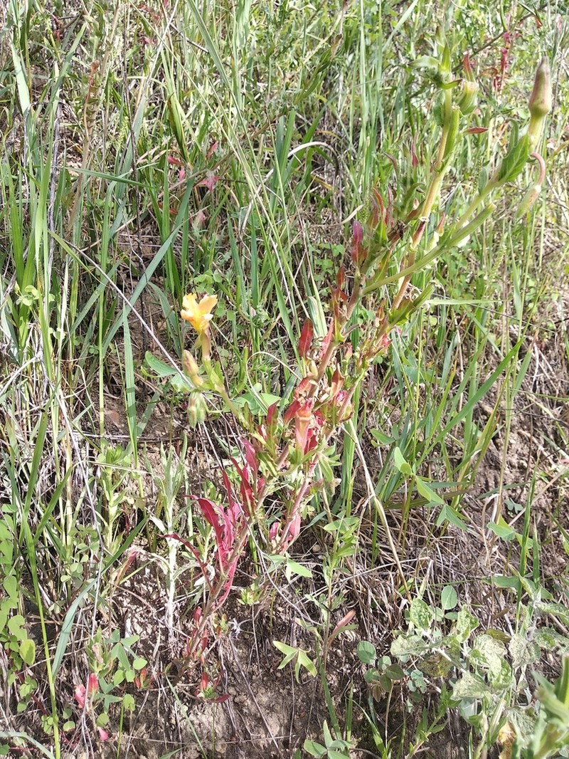 Oenothera anomala photo 3