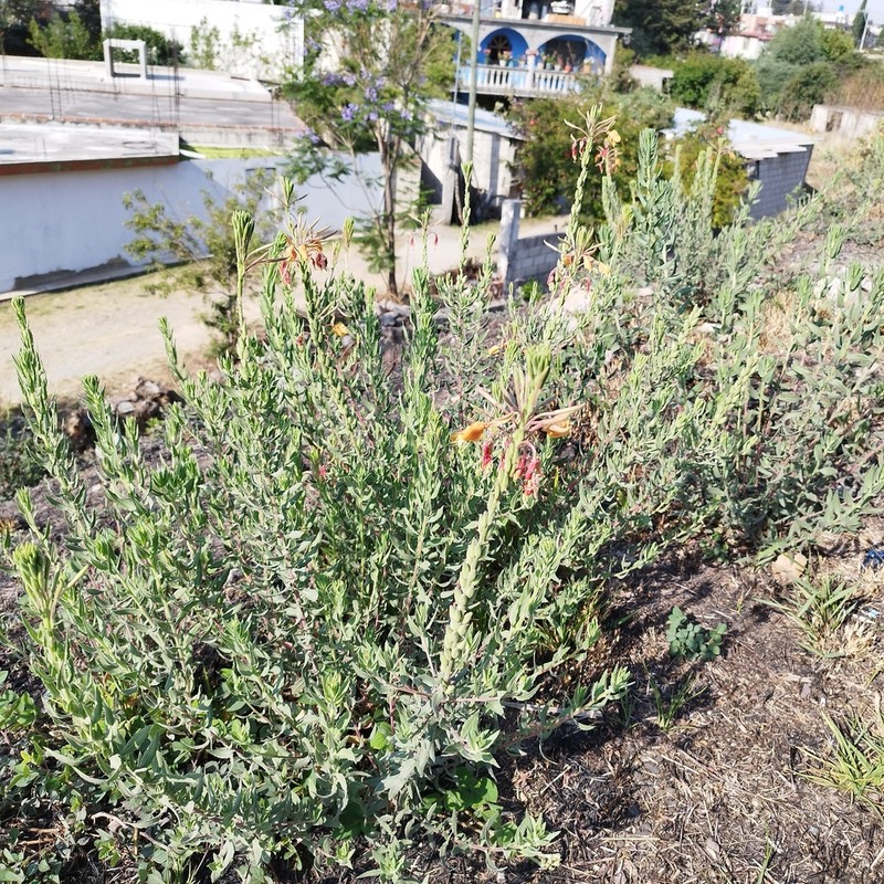 Oenothera anomala photo 4