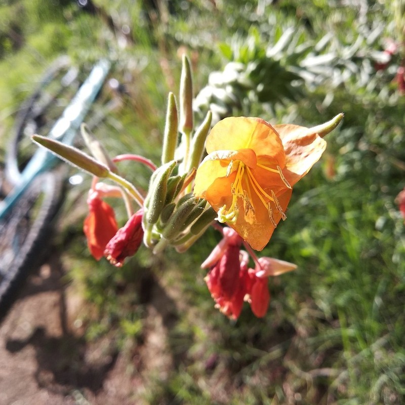 Oenothera anomala photo 5