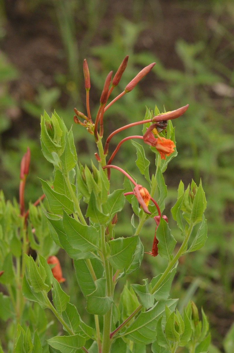 Oenothera anomala photo 6
