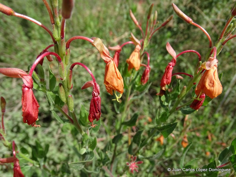 Oenothera anomala photo 8