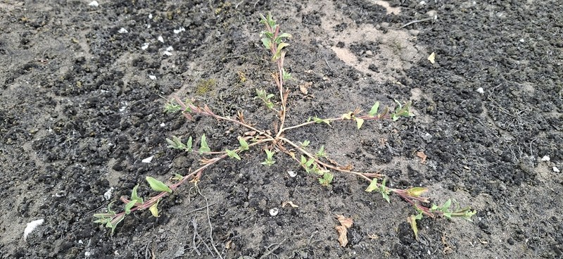 Oenothera arequipensis