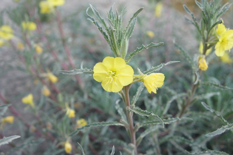 Oenothera arequipensis photo 2
