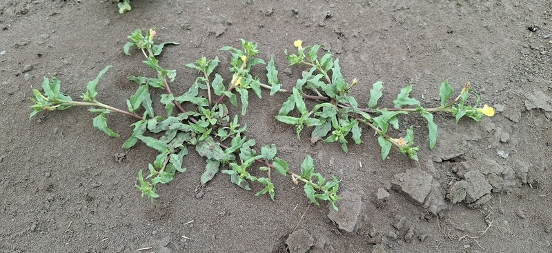 Oenothera arequipensis photo 3