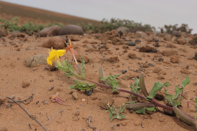 Oenothera arequipensis photo 4