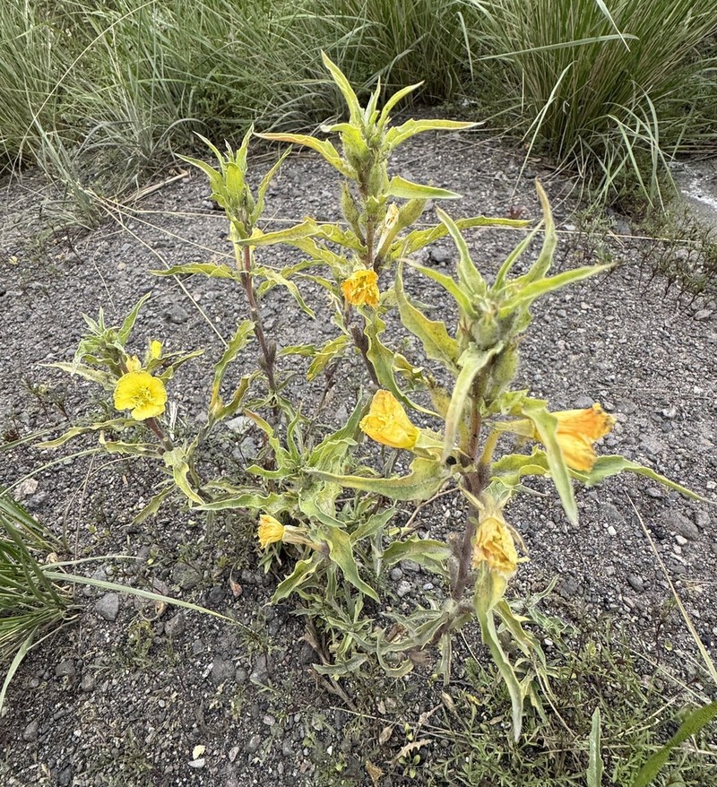 Oenothera arequipensis photo 5