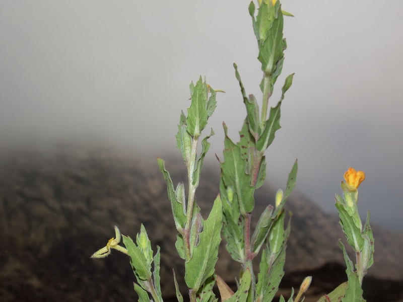 Oenothera arequipensis photo 6