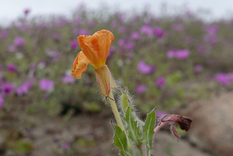 Oenothera arequipensis photo 7