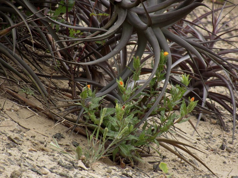 Oenothera arequipensis photo 8
