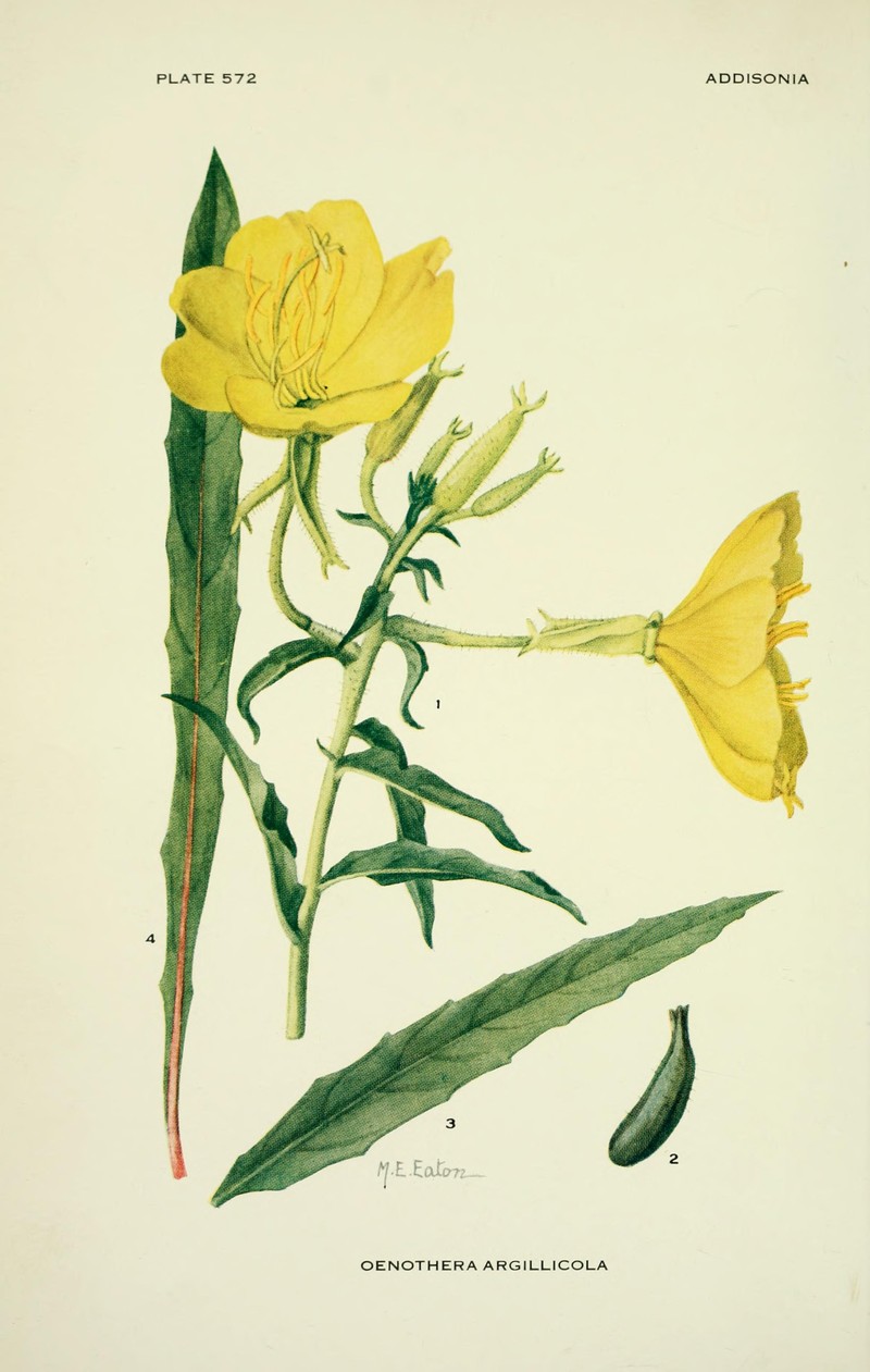 Shale Barren Evening Primrose photo 3