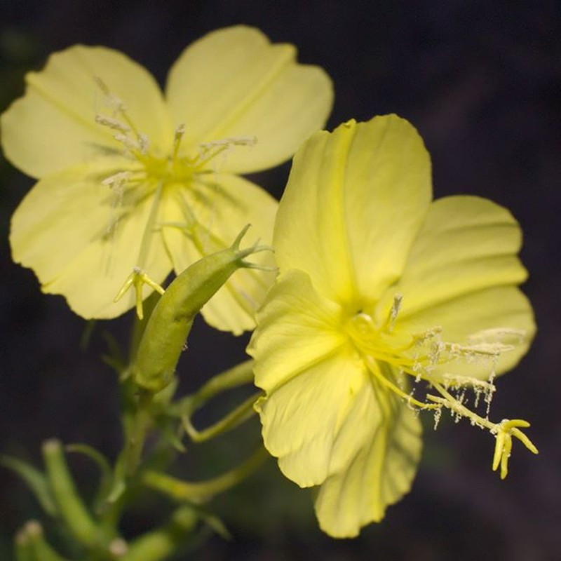 Shale Barren Evening Primrose photo 2