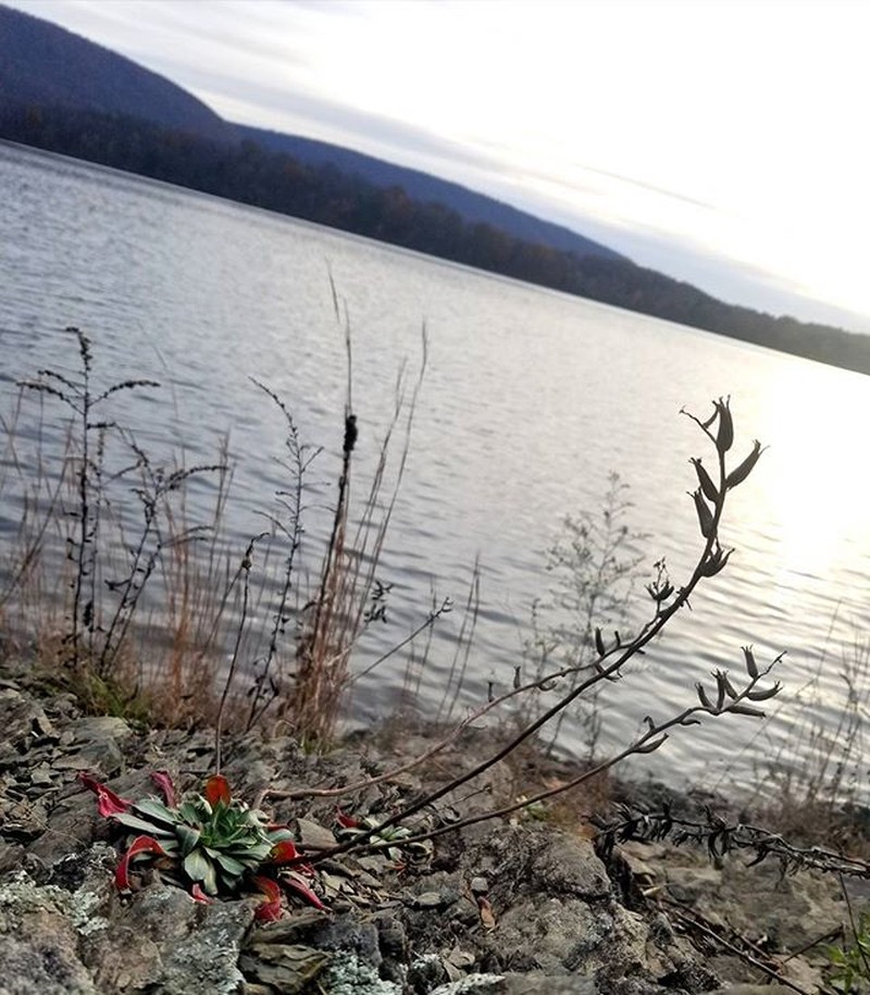 Shale Barren Evening Primrose
