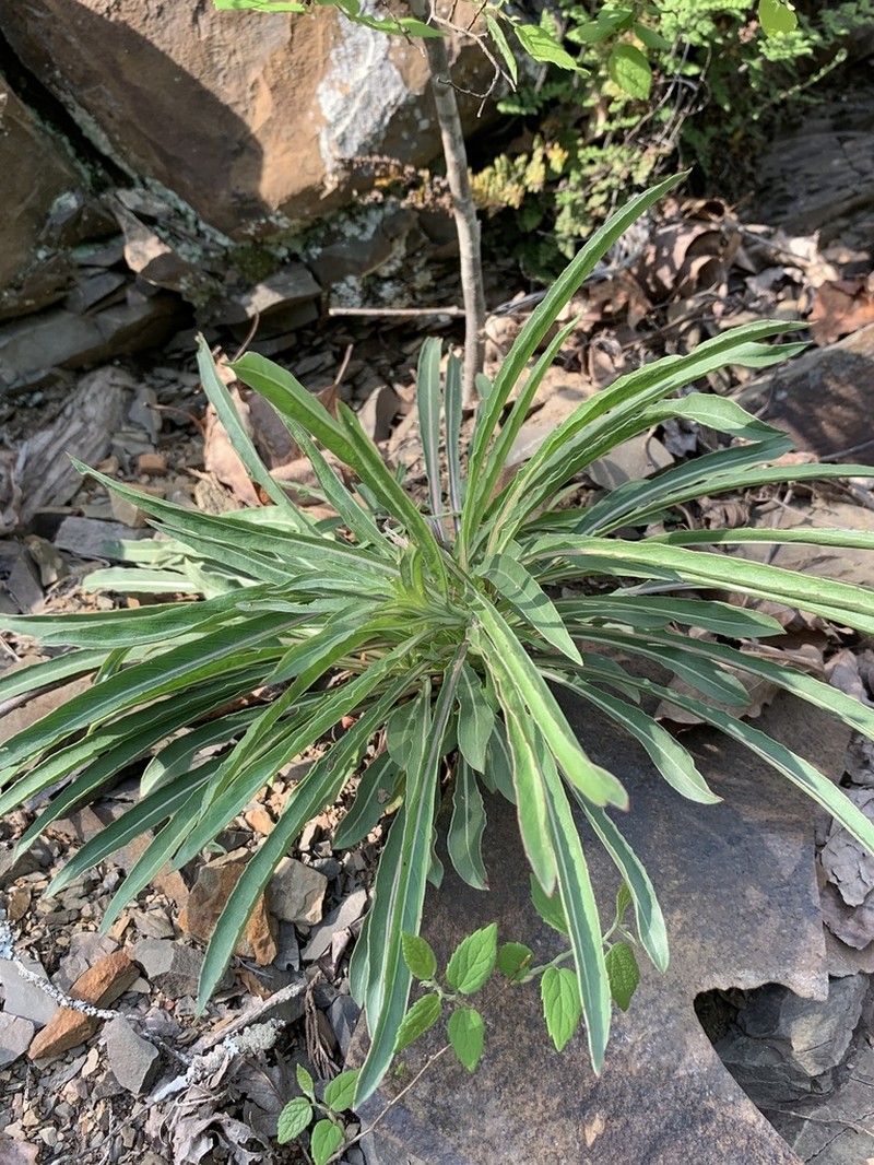 Shale Barren Evening Primrose