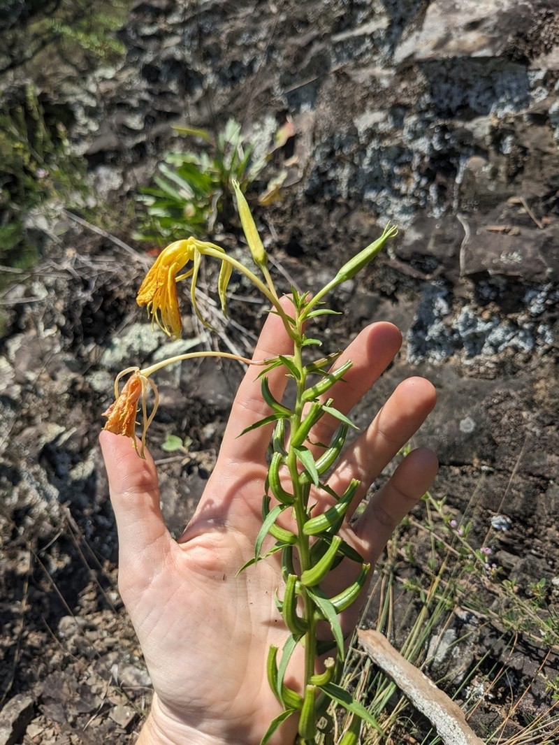 Shale Barren Evening Primrose photo 2