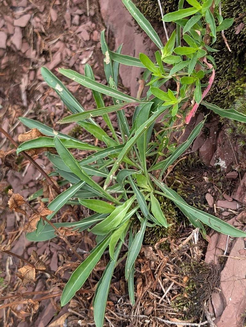 Shale Barren Evening Primrose photo 3