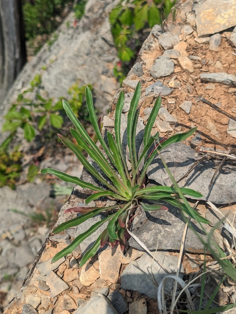 Shale Barren Evening Primrose photo 4
