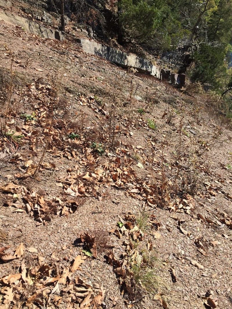 Shale Barren Evening Primrose photo 5