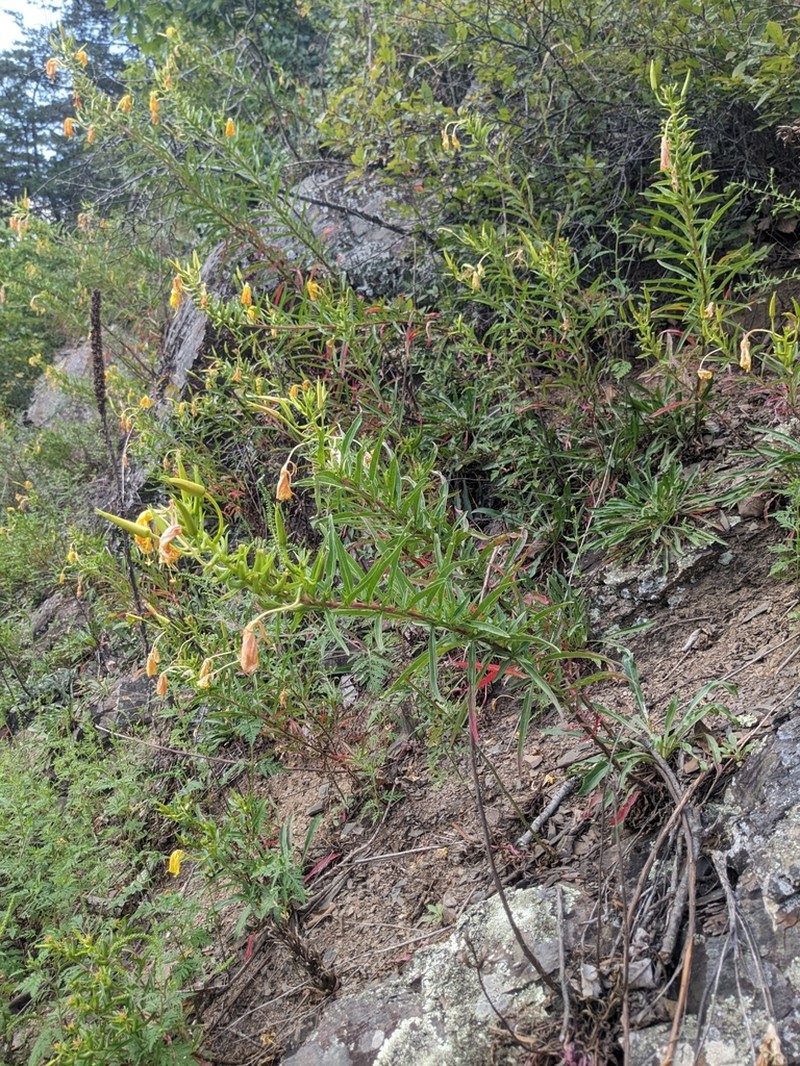 Shale Barren Evening Primrose photo 6
