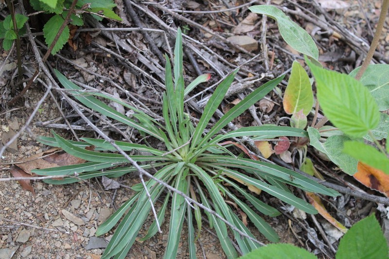 Shale Barren Evening Primrose photo 7