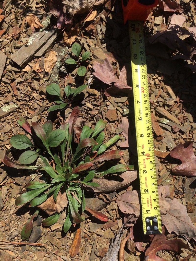 Shale Barren Evening Primrose photo 8