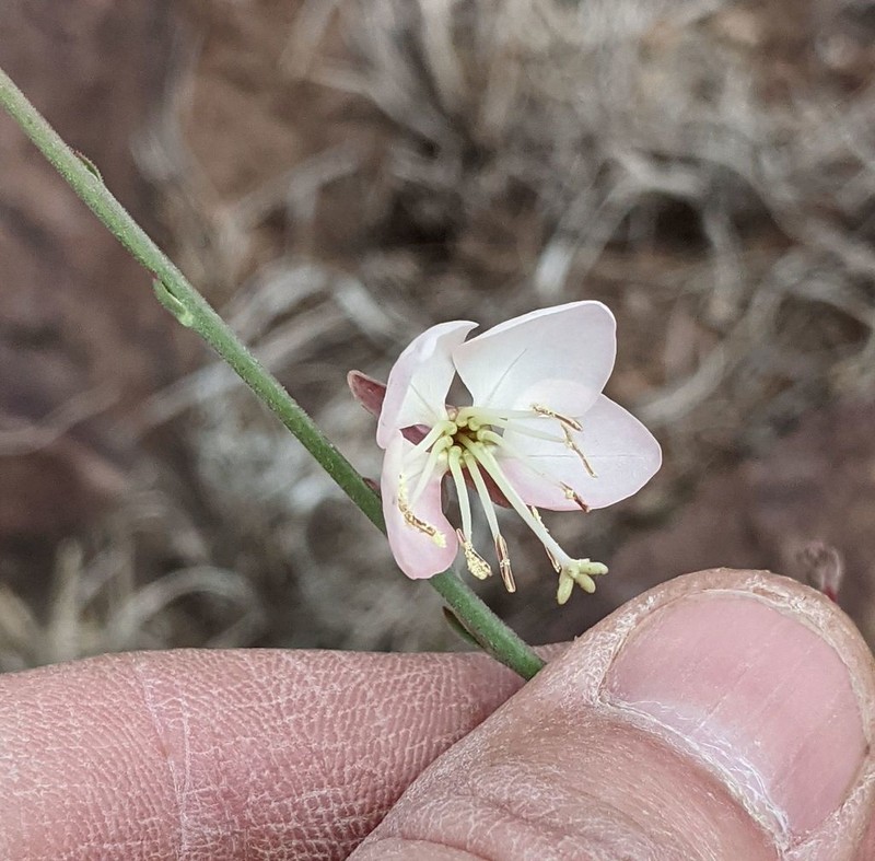 Trans-Pecos Beeblossom