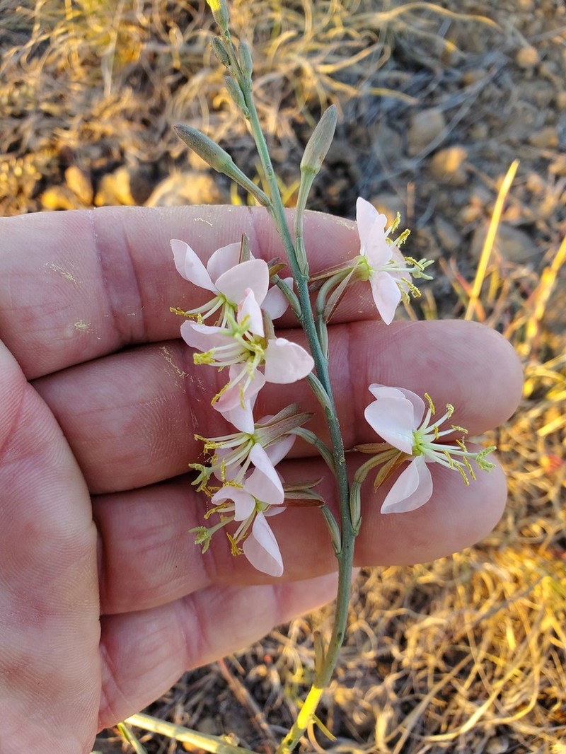 Trans-Pecos Beeblossom photo 2