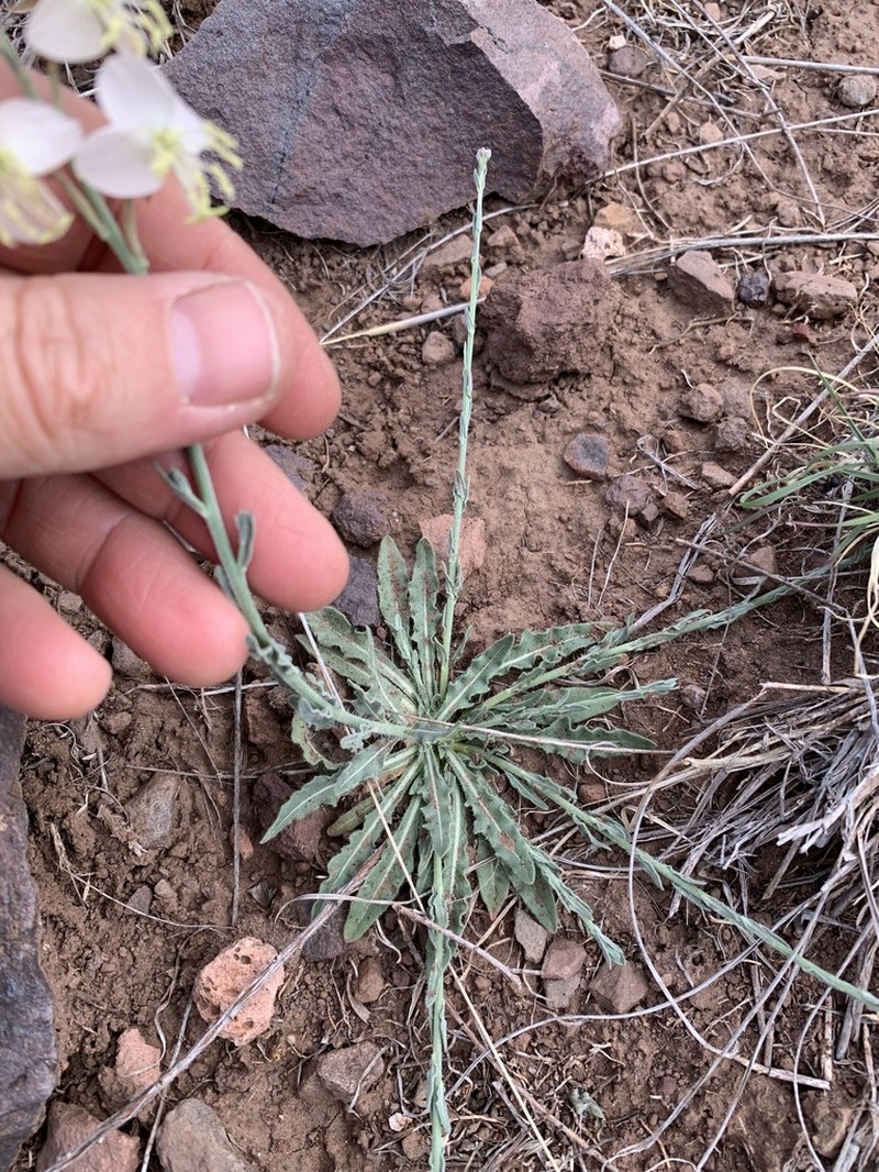 Trans-Pecos Beeblossom photo 3