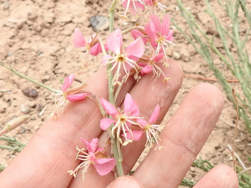 Trans-Pecos Beeblossom photo 4