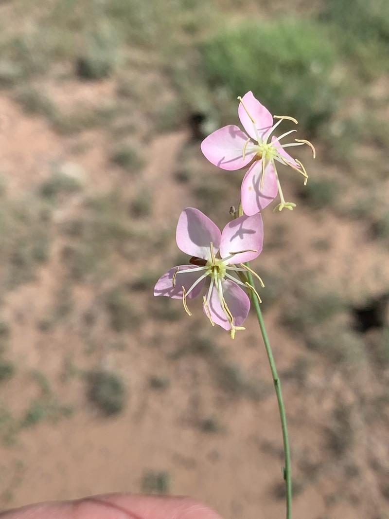 Trans-Pecos Beeblossom photo 5