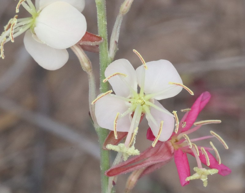 Trans-Pecos Beeblossom photo 6
