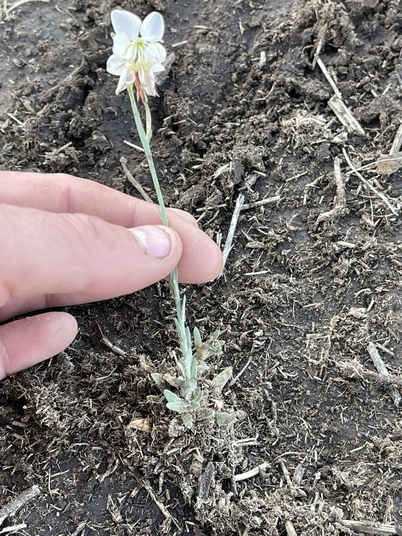 Trans-Pecos Beeblossom photo 7